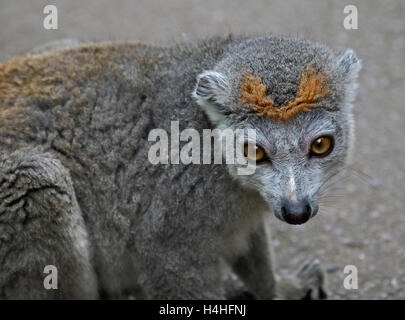 Lemure coronato (il eulemur coronatus) femmina Foto Stock