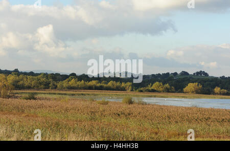 Lago Llangorse, Llyn Syfaddon o Syfaddan, il più grande lago naturale in Galles. Vicino a Llangors nel Parco Nazionale di Brecon Beacons. Foto Stock