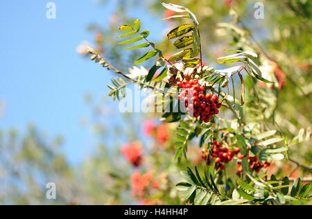 Rowan o ceneri di montagna (Sorbus aucuparia) bacche in autunno sono mature, rosso e pronto per la distribuzione da parte di uccelli affamati. Taff Fawr valley, Merthyr Tydfil. Foto Stock