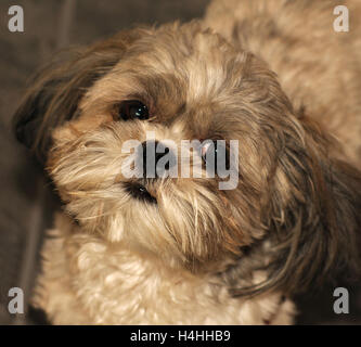 Ritratto di un Shih Tzu cucciolo di guardare direttamente la fotocamera. Foto Stock