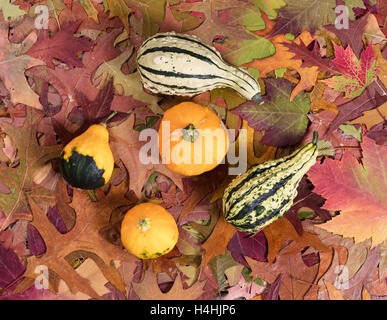 Vista aerea del vero autunno gourd decorazioni in appoggio sulle foglie. Foto Stock