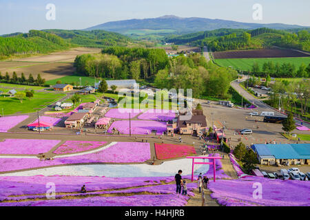 Hokkaido, 22 maggio: l'ingresso della bella rosa Sakura Shiba il 22 maggio 2016 a Hokkaido, Giappone Foto Stock