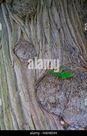 Castanea sativa - Sweet Chestnut, dettaglio della corteccia. Foto Stock