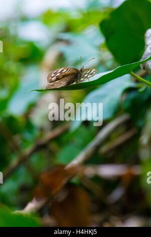 Chiazzato legno butterfly, Pararge aegeria. Foto Stock