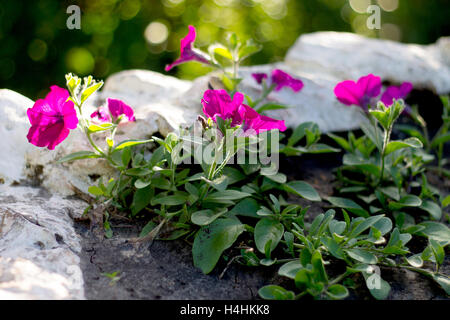 Fiori nel giardino su un letto, rosa nelle petunie. Messa a fuoco selettiva. Foto Stock