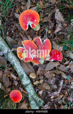Amanita muscaria, comunemente noto come il fly agaric o fly amanita. Foto Stock