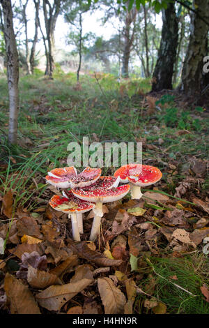 Amanita muscaria, comunemente noto come il fly agaric o fly amanita. Foto Stock