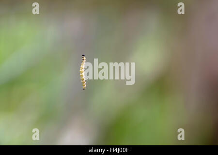 Bird Cherry Ermellino Moth Caterpillar; Yponomeuta evonymella; estate; Regno Unito Foto Stock
