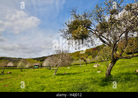 Bodenham; Orchard a molla; Herefordshire; Regno Unito Foto Stock