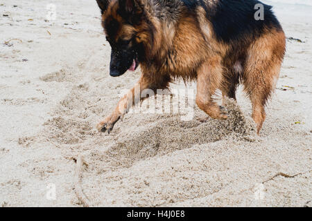 Un pastore tedesco cane di scavare nella sabbia a Falmouth's Gyllyngvase Beach 15-10-16 Foto Stock