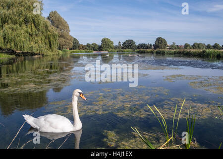 Un cigno galleggiante su un laghetto a Hampton Court Park, Londra Foto Stock