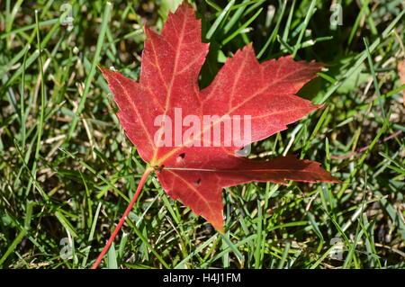 Foglia di acero Foto Stock