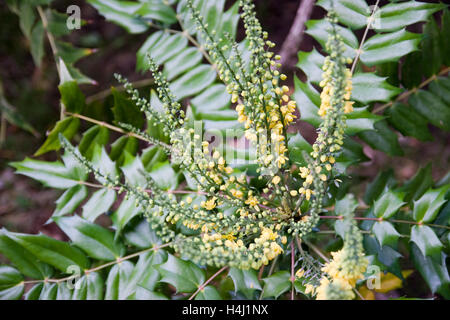 Mahonia x media "Carità' arbusto fioritura in autunno regno unito Foto Stock