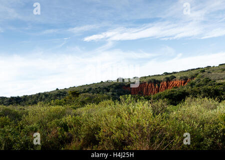 Erba verde con erosione del suolo in Addo Foto Stock