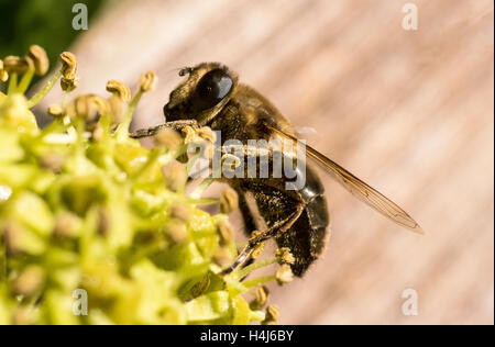 Primo piano dettaglio laterale di un Drone Hoverfly (Eristalis tenax) alimentazione su Ivy nettare in autunno. Foto Stock