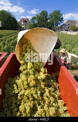 Vino lavoratore versando le uve Chardonnay nel rimorchio, presso le Clos de la Barre vigna del Domaine des Comtes Lafon, Meursault Foto Stock