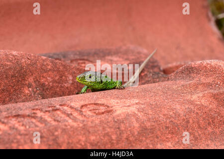 Sabbia maschio lizard basking (Lacerta agilis) - presa in maggiore Hyde Heath Riserva Naturale, Dorset, Regno Unito Foto Stock