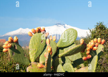 Ficodindia pianta con frutti e sul vulcano Etna ricoperta di neve in background Foto Stock