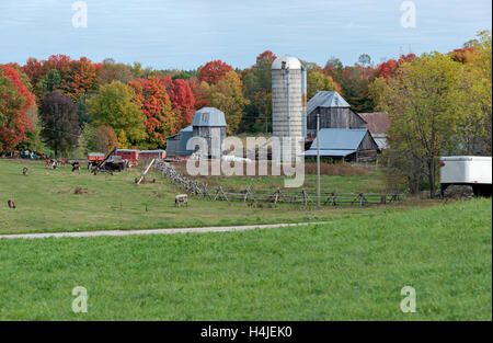 Agriturismo Circondato da colorati alberi di acero in autunno Foto Stock