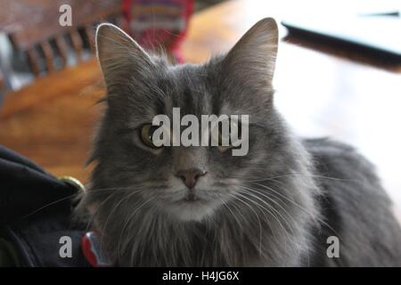 Rosie; grigio capelli lunghi Rescue Cat Foto Stock