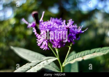 Close up di un grappolo di fiori viola in una palude. Foto Stock