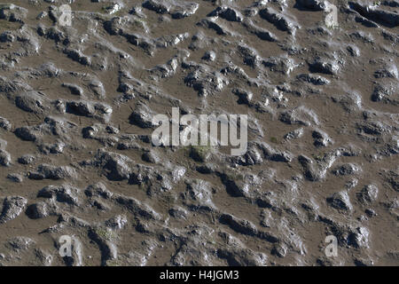 Close up di fango appartamenti a bassa marea Foto Stock