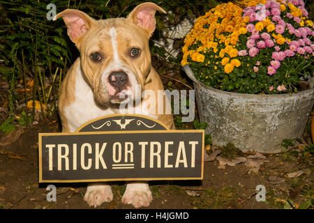 Cucciolo di Halloween Foto Stock