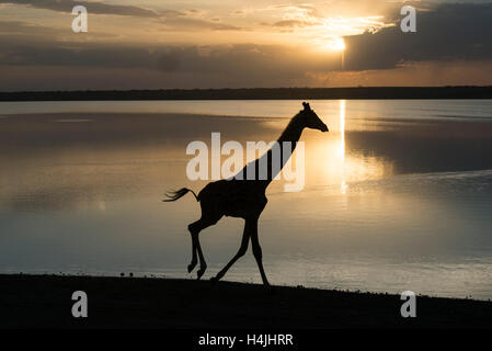 Maasai giraffe al Lago Ndutu al tramonto (Giraffa camelopardalis tippelskirchi), il Parco Nazionale del Serengeti, Tanzania Foto Stock