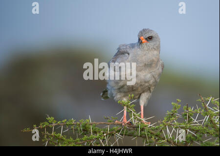 Dark salmodiare astore, Melierax metabates, Serengeti National Park, Tanzania Foto Stock