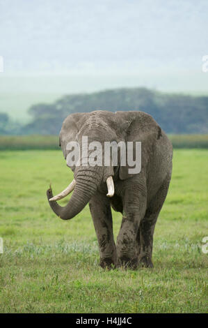 Elefante africano (Loxodonta africana africana), il cratere di Ngorongoro, Tanzania Foto Stock