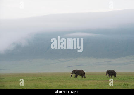 Branco di elefanti africani (Loxodonta africana africana), il cratere di Ngorongoro, Tanzania Foto Stock