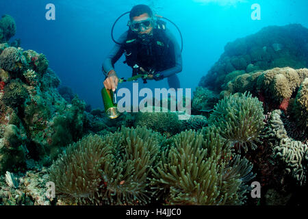 Subacqueo e Blackfinned anemonefish o Maldive anemonefish (Amphiprion nigripes), Oceano Indiano, Maldive Foto Stock