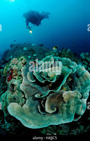 Corallo lattuga (Turbinaria mesenterina) e subacqueo, Oceano Indiano, Maldive Foto Stock