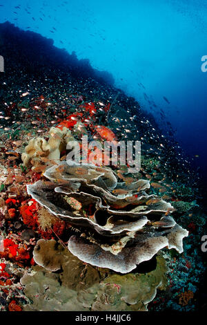 Coral reef di corallo lattuga (Turbinaria mesenterina), Oceano Indiano, Maldive Foto Stock