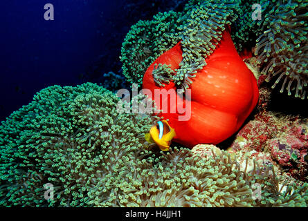 Clark (anemonefish Amphiprion clarkii) in anemone, Mar Rosso, Sudan Foto Stock