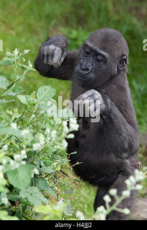 Giovani (Gorilla Gorilla) Foto Stock