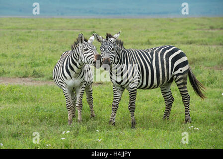 La Burchell zebre (Equus burchellii), il cratere di Ngorongoro, Tanzania Foto Stock