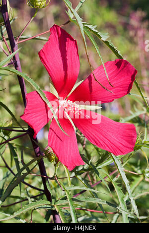 Scarlet rose mallow Foto Stock