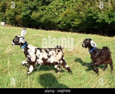 Pedigree Anglo Nubian capretti in esecuzione Foto Stock