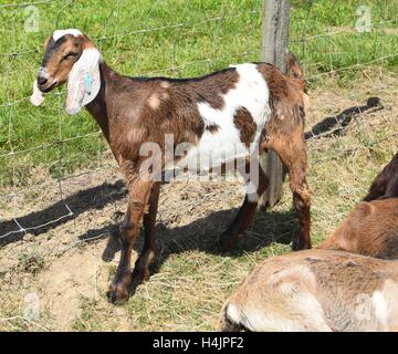 Pedigree Anglo Nubian capretto godendo il sole. Foto Stock