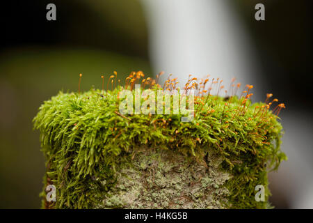 Sottobosco alpino: moss in primo piano e una piccola cascata in background Foto Stock