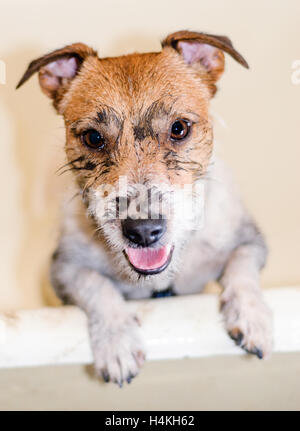 Cane sporca dopo la passeggiata ha bisogno di toelettatura e lavaggio Foto Stock