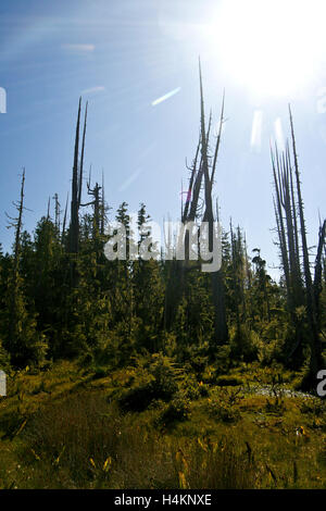 Torbiera. Cormorano isola. Isola di Vancouver. British Columbia. Canada Foto Stock