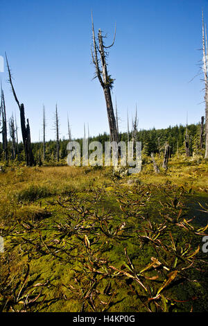 Torbiera. Vecchia la crescita di alberi di cedro morti da fuoco precedente, circondato con Skunk cavolo. Isola di cormorani, British Columbia Corm Foto Stock