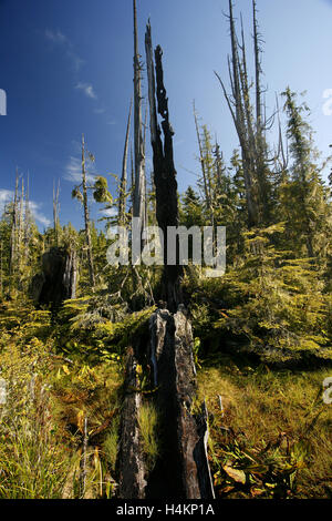 Torbiera. Vecchia la crescita di alberi di cedro morti da fuoco precedente, circondato con Skunk cavolo. Isola di cormorani, British Columbia Corm Foto Stock