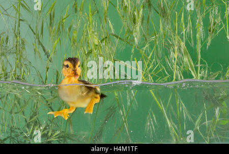 Piccolo bambino di nuoto di anatra Foto Stock