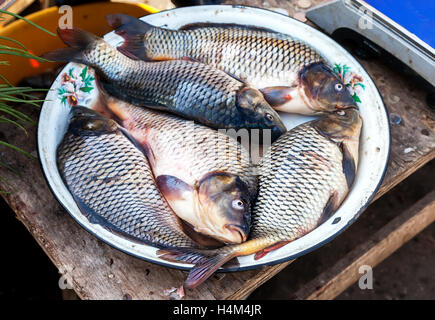 Appena catturati materie pesci di fiume carp pronti per la vendita Foto Stock