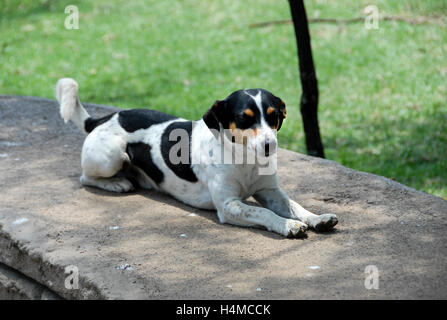 Bianco e nero spotted Jack Russel rilassante, Sud Africa Foto Stock
