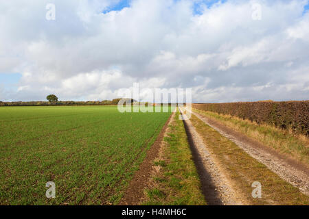 Una fattoria di calcare la via tra la pianticella di colture di cereali e biancospino hedgerows sotto un nuvoloso cielo di autunno. Foto Stock