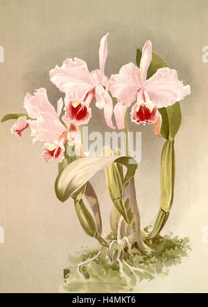 Cattleya labiata var luedemanniana, Sander, F. (Federico), 1847-1920, Mansell, Giuseppe, litografo, Luna, H. G Foto Stock